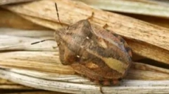 Помилка шкідлива черепаха і способи боротьби з ним